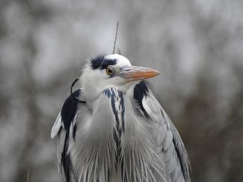 Close-up of bird