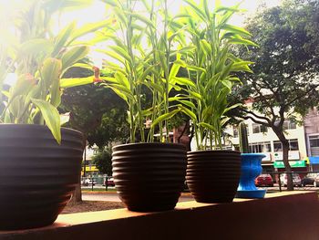 Close-up of palm tree by plants