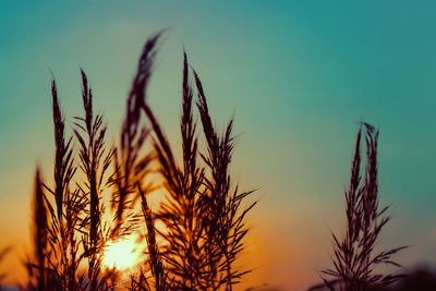 Close-up of wheat growing on field against sky