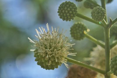 Close-up of flowers against blurred background