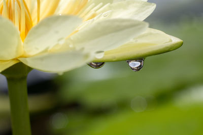 Close-up of wet flower