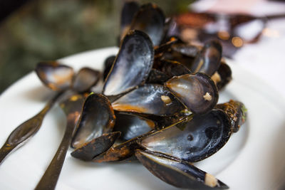 Close-up of crab in plate