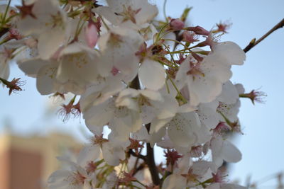 Apple blossoms in spring