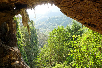 Scenic view of rocks in forest