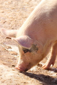 Close-up of pig on field