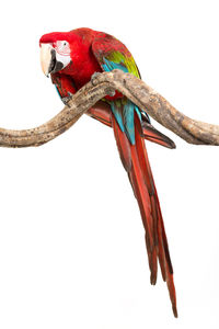 Close-up of parrot perching on branch against white background