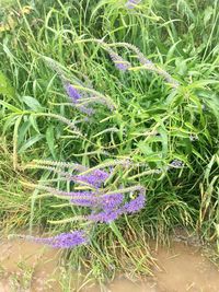 Close-up of purple flowers growing in field