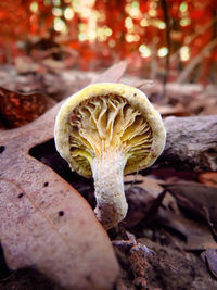 Close-up of plant against blurred background