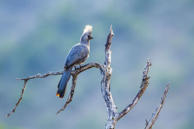 Low angle view of bird perching on branch