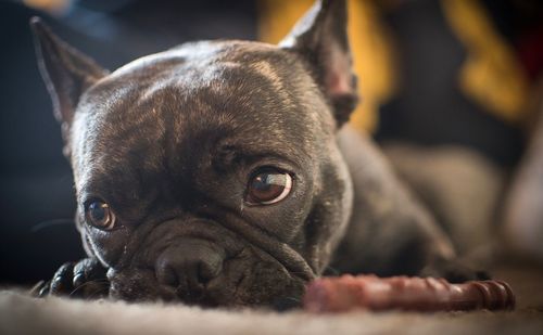 Close-up portrait of dog