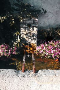 View of flowering plants by wall