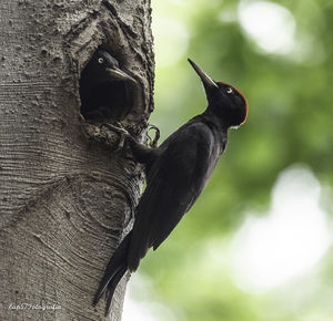 Close-up of bird perching on tree trunk