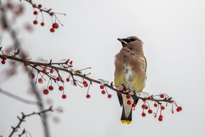 Low angle view of bird perching on branch