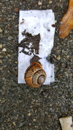 Close-up of snail