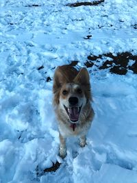 Portrait of dog in snow