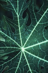 Full frame shot of leaf