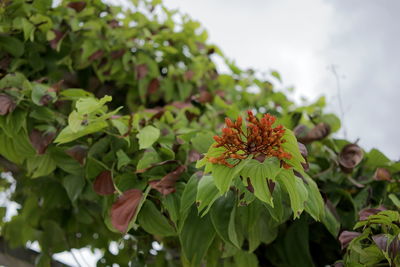 Close-up of flowering plant