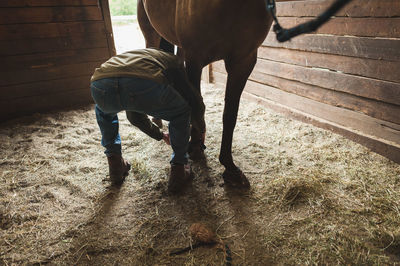 Senior man bending by horse on hay in barn