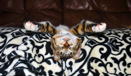 Close-up of cat with eyes closed lying on sofa