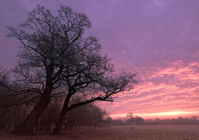 Silhouette bare tree on field against sky at sunset