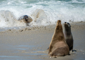 High angle view of sea lion swimming on beach