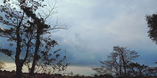 Low angle view of silhouette trees against sky