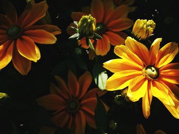 Close-up of flowering plant in park