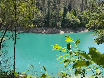 Scenic view of lake against trees