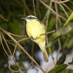 Close-up of bird perching on branch