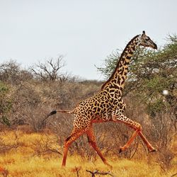 Giraffe standing on field against clear sky