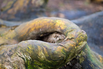 Close-up of hole on a tree trunk