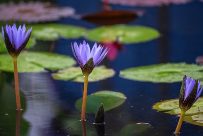 Close-up of purple water lilies in pond