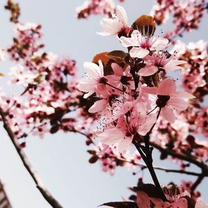 Low angle view of apple blossoms in spring