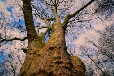 Low angle view of bare tree against sky