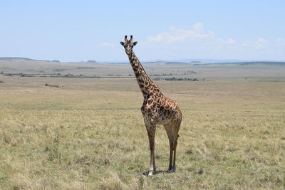 Lone giraffe in the wild in maasai mara game reserve, kenya