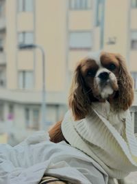 Cavalier king charles sitting outside window