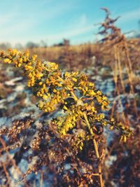 Close-up of yellow flowers against blurred background