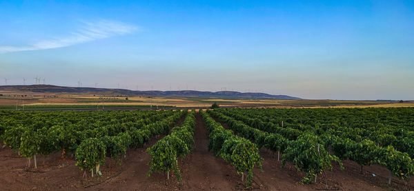 Scenic view of vineyard against sky