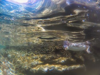 High angle view of fish swimming in sea