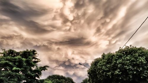 Low angle view of trees against sky