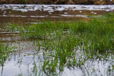 Surface level of grass on field by lake