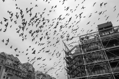 Low angle view of birds flying against sky