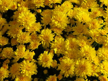 Close-up of yellow flowering plants