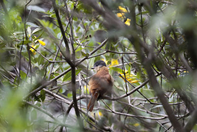 Bird perching on a tree