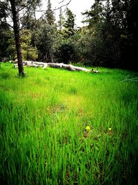 Scenic view of grassy field