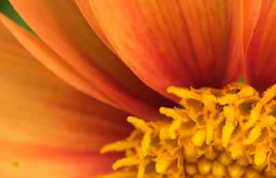 Close-up of yellow flower blooming outdoors