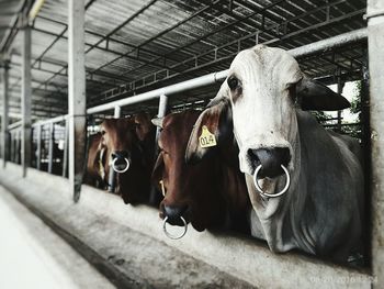 Portrait of cow in pen