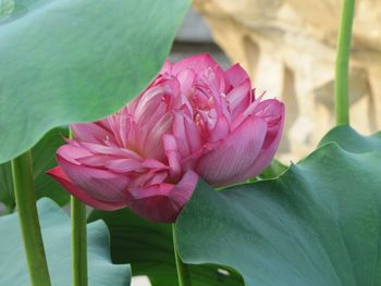 Close-up of pink rose blooming outdoors