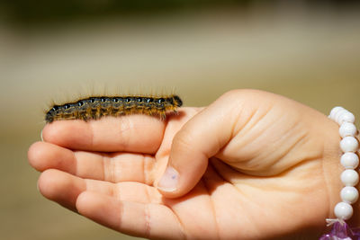 Close-up of hand holding a caterpillar