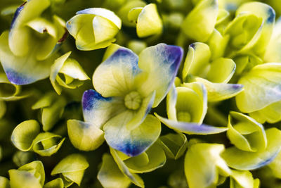 Close-up of flowers blooming outdoors